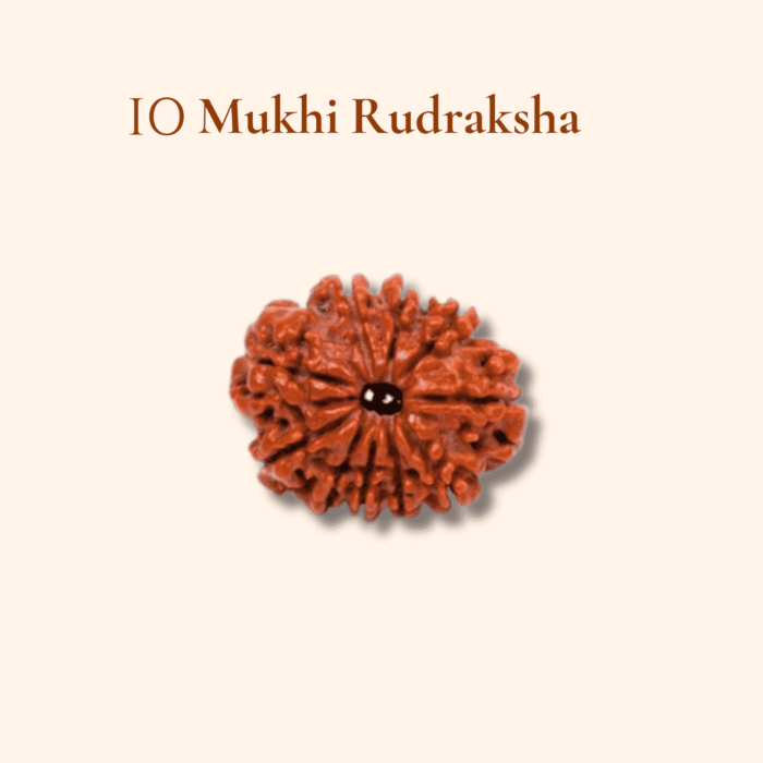 An Indian 1 Mukhi Rudraksha bead for spiritual growth and meditation.
