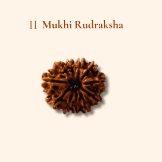 11 Mukhi Rudraksha Nepali