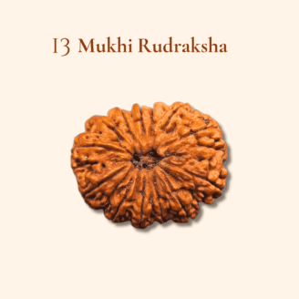 13 Mukhi Rudraksha Nepali