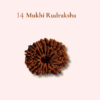 Single Mukhi Rudraksha bead for spiritual growth and divine blessings.