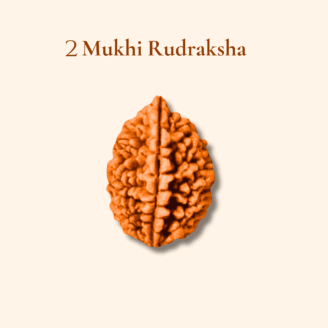 2 Mukhi Rudraksha Nepali