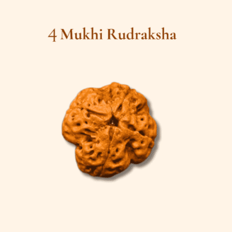 4 Mukhi Rudraksha Nepali