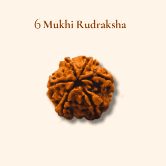 6 Mukhi Rudraksha Nepali