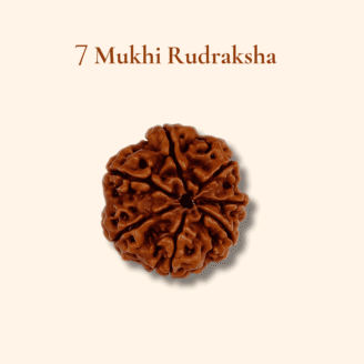 7 Mukhi Rudraksha Nepali