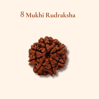 8 Mukhi Rudraksha Nepali